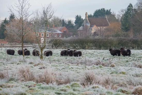 Black Sheep 所圈养的黑威尔士山羊(image:blacksheepknitwear)